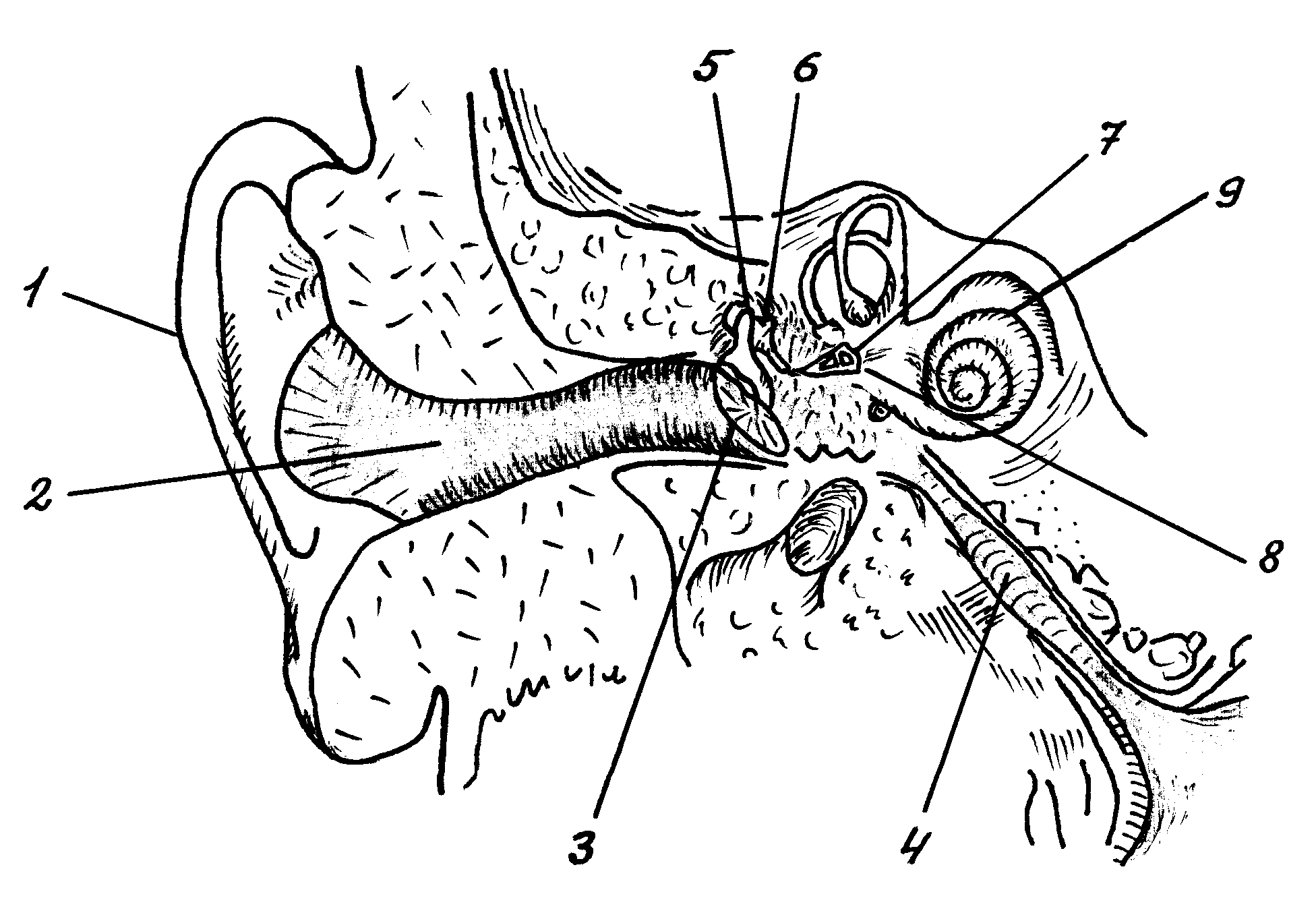 Рисунок строение уха. Строение слухового анализатора. Слуховой анализатор строение внутреннего уха. Строение слухового анализатора человека. Орган слуха анатомия уха строение.