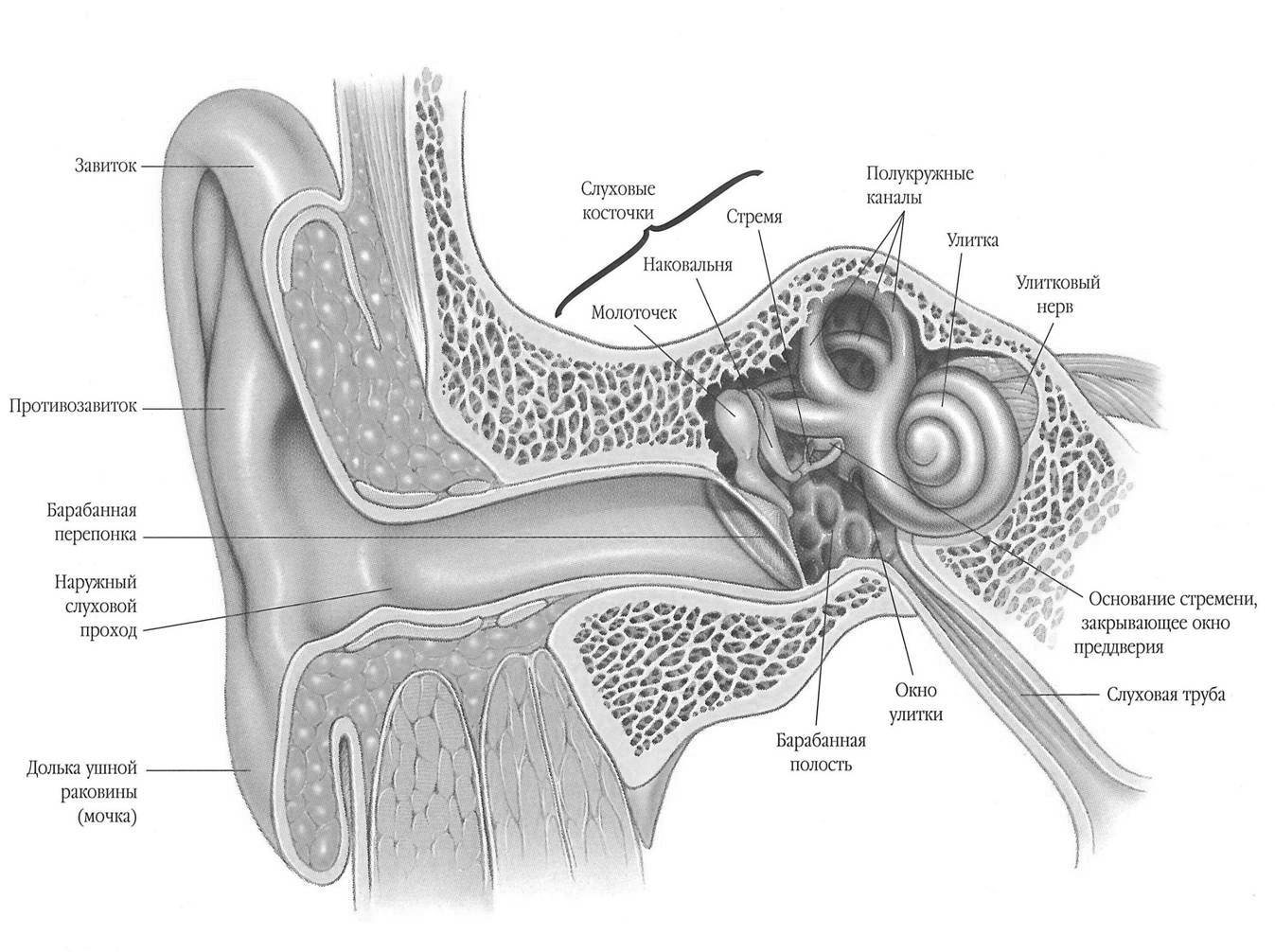 Устройство уха человека схема
