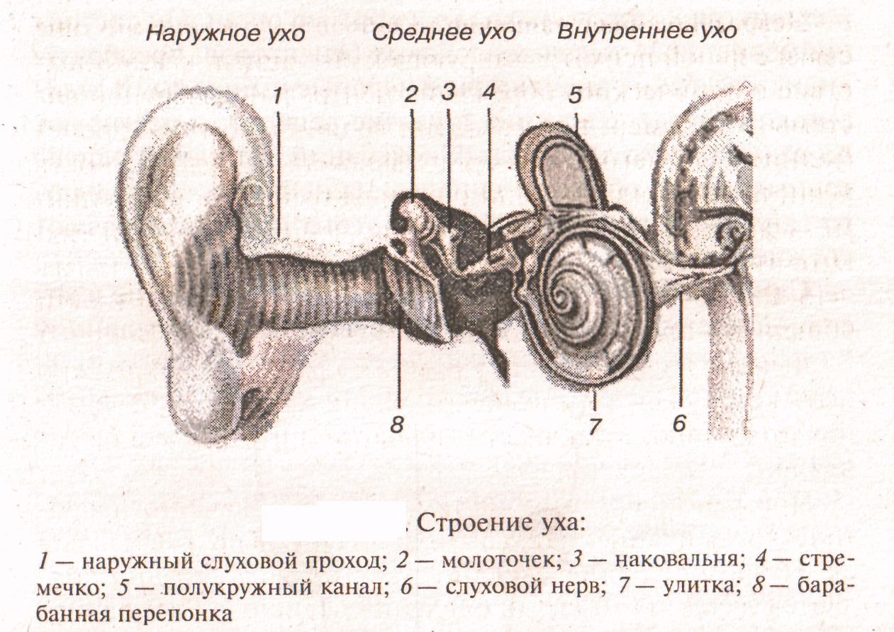 Наружное ухо среднее ухо внутреннее ухо строение. Строение уха наружное среднее внутреннее. Строение слухового анализатора наружное среднее внутреннее ухо. Строение наружного среднего и внутреннего уха анатомия. Отделы наружного среднего и внутреннего уха