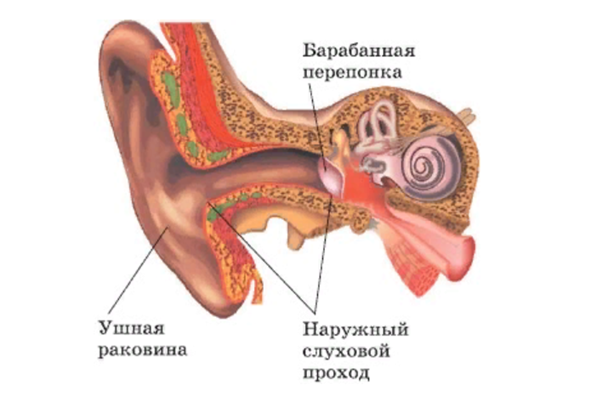 Перепонка ушная ушная раковина. Инородное тело в узехе. Инородные тела наружного слухового прохода.