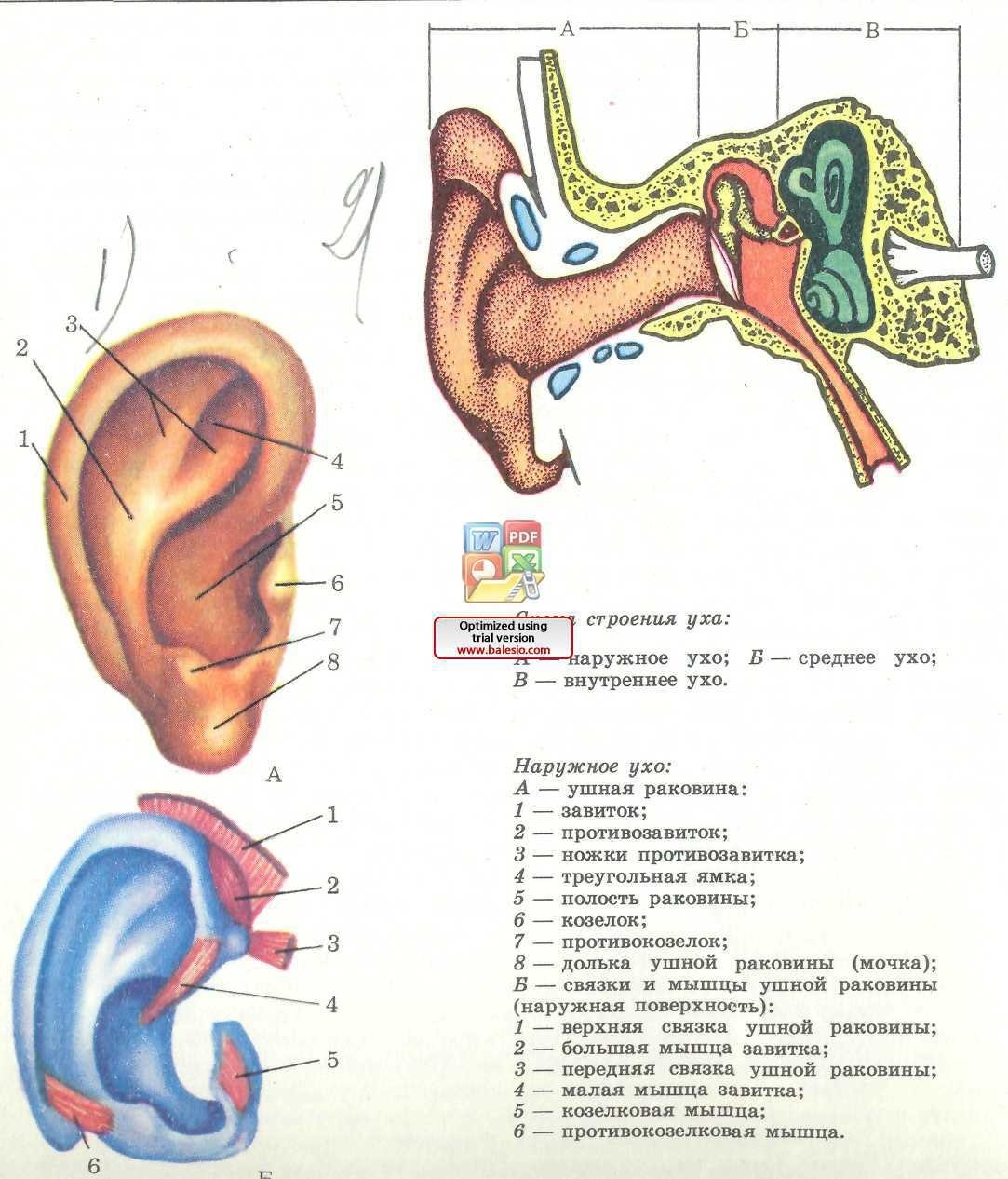 Строение уха 8 класс биология рисунок из учебника