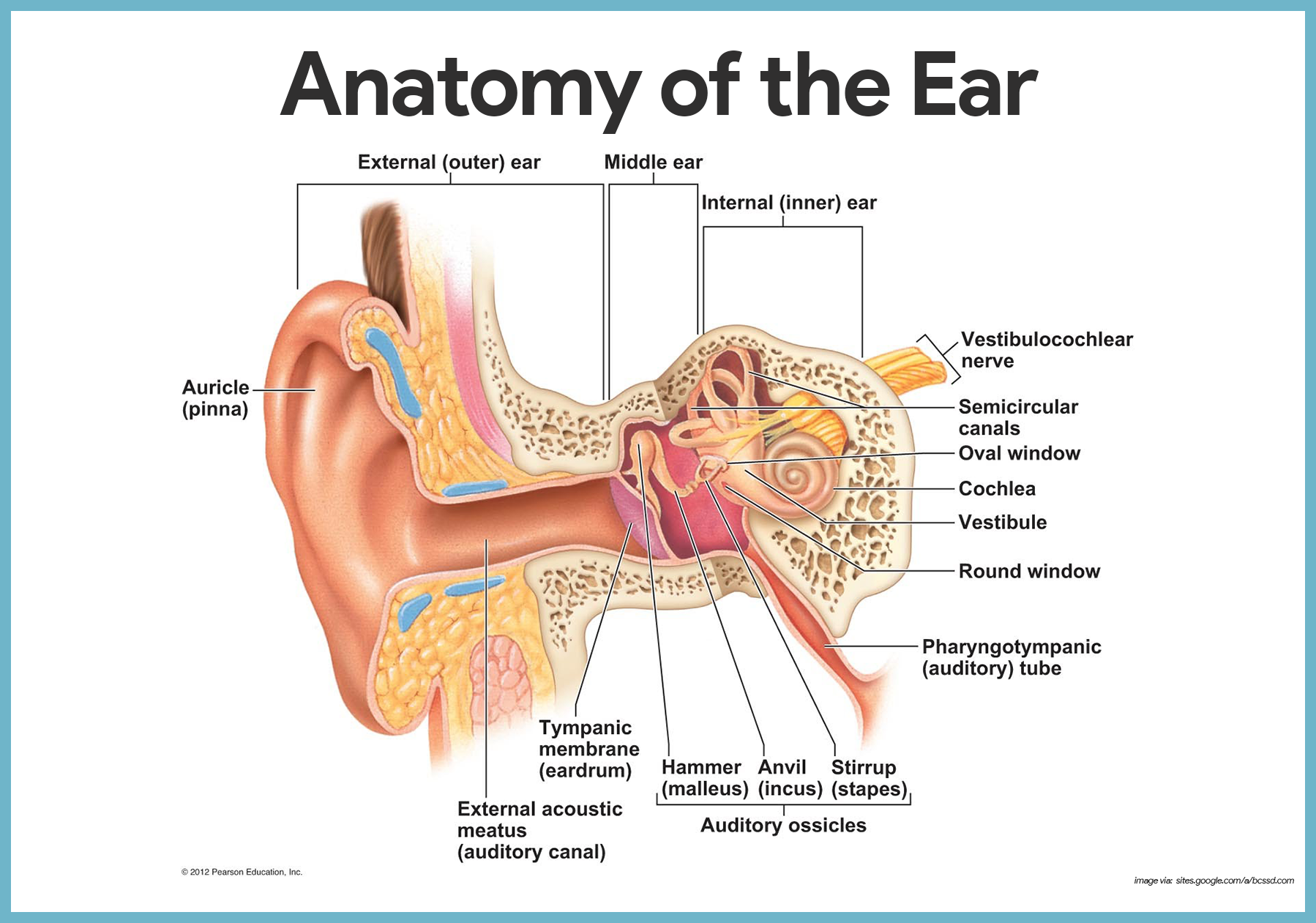 С русского на английский уши. Строение уха человека схема. Строение уха человека. Анатомия среднего уха человека. Анатомические структуры уха.