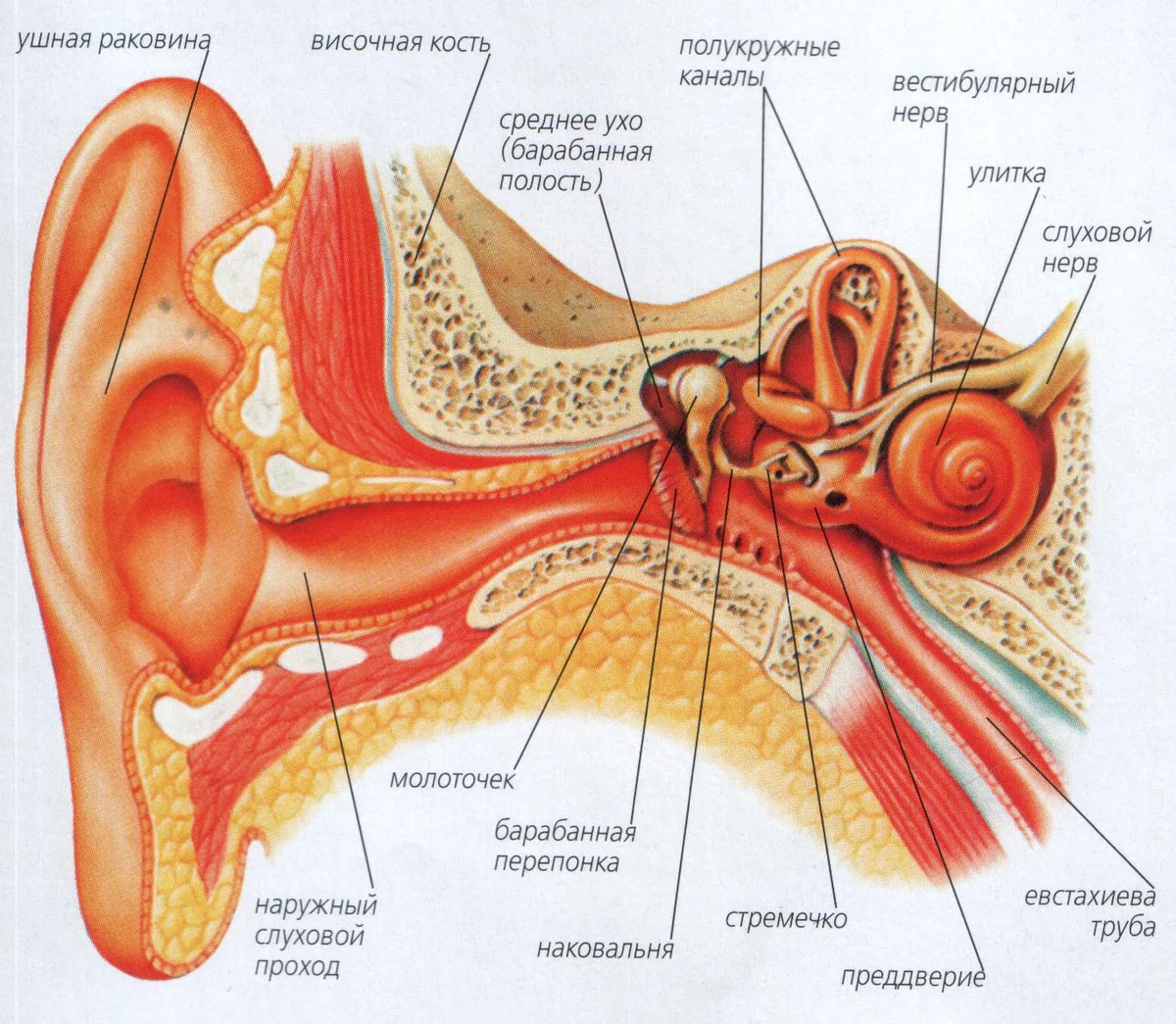 3 отдела органа слуха. Орган слуха анатомия уха строение. Вестибулярный аппарат внутреннего уха строение. Строение уха и вестибулярного аппарата. Орган слуха наружное ухо среднее ухо внутреннее ухо.
