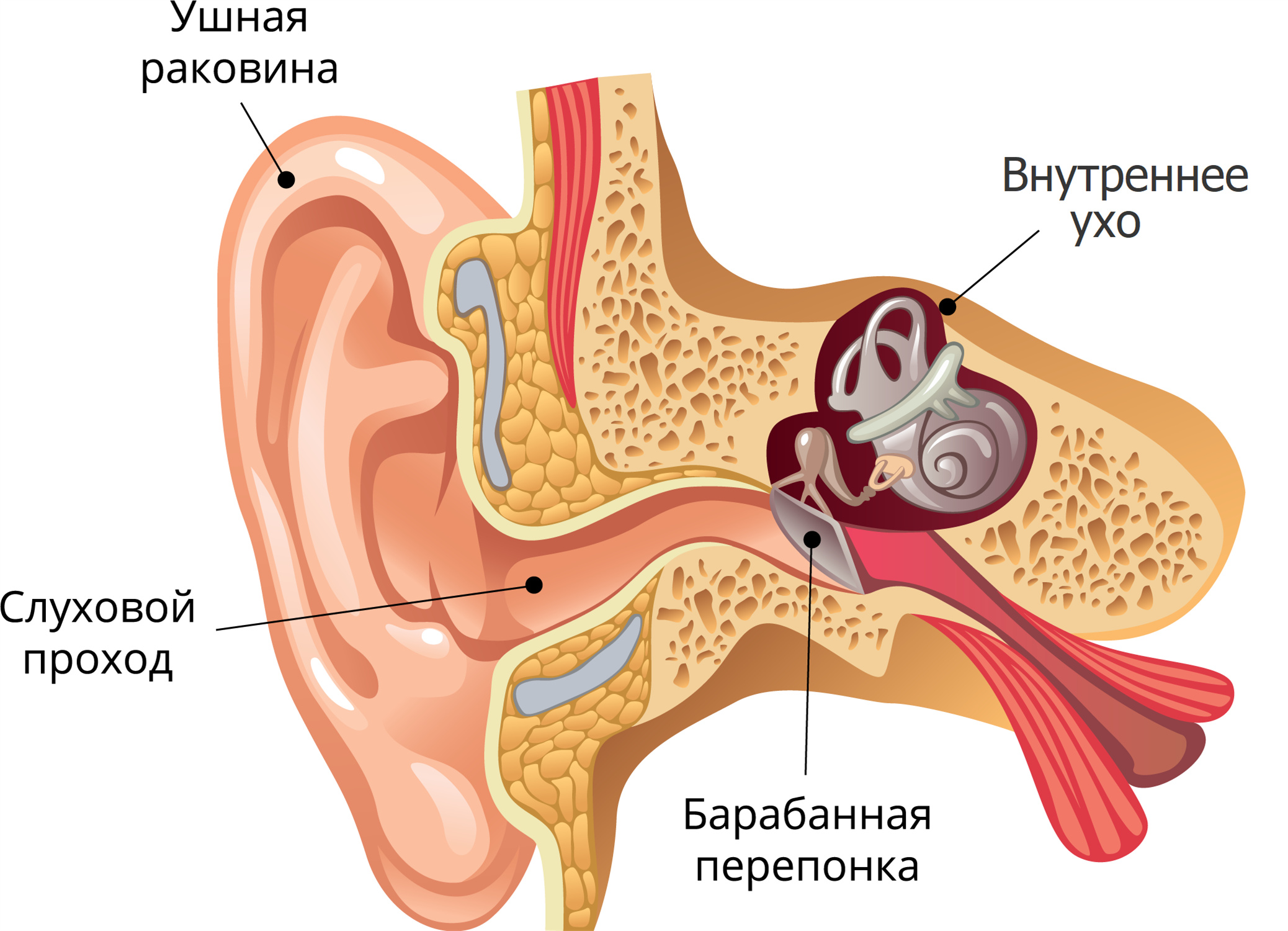 Внутреннее строение ушной раковины. Ухо строение анатомия ушная раковина. Строение внутреннего уха. Анатомия уха человека.