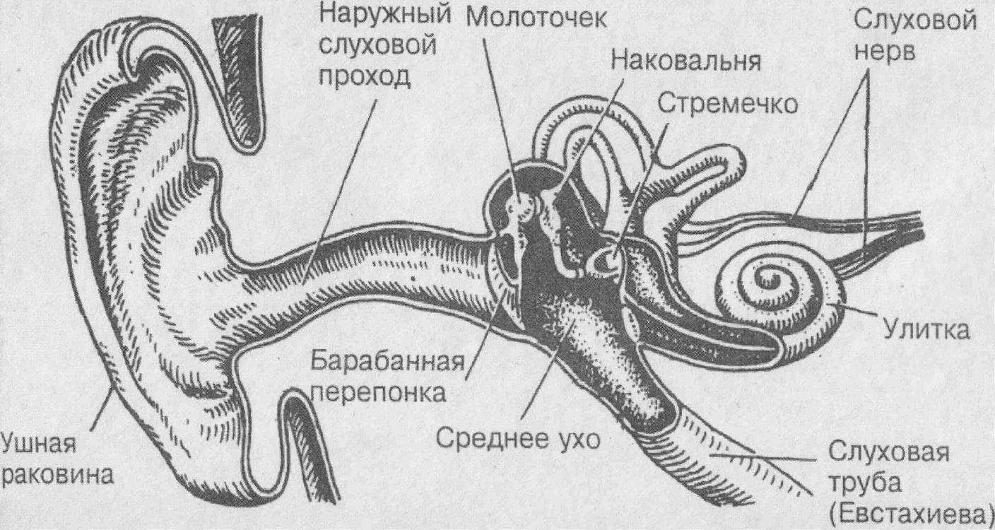 Выберите три верно обозначенные подписи к рисунку строение уха наружный слуховой проход