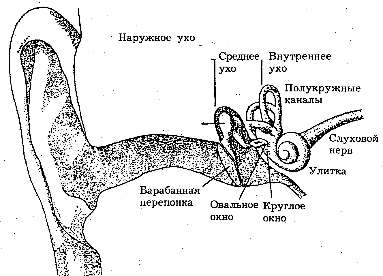 Строение уха рисунок с обозначениями