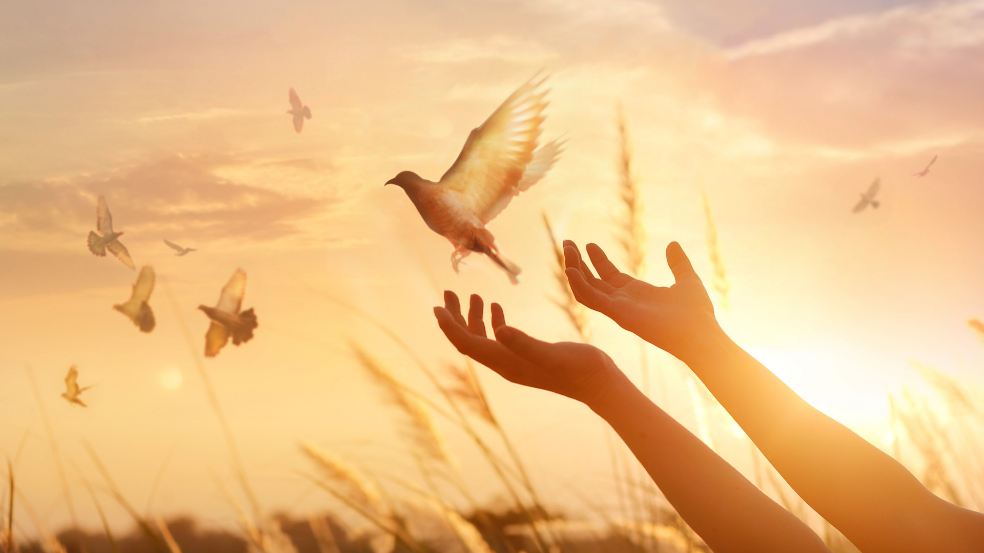Счастье было в твоих руках. Отпустить птицу. Птица на руке. Девушка выпускает птицу. Птичка улетает с ладони.