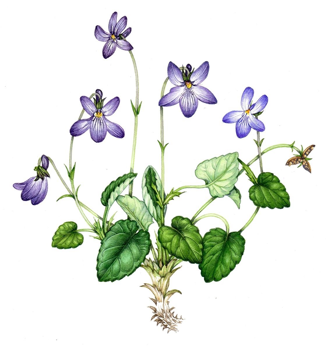 Фиалка топяная Viola uliginosa