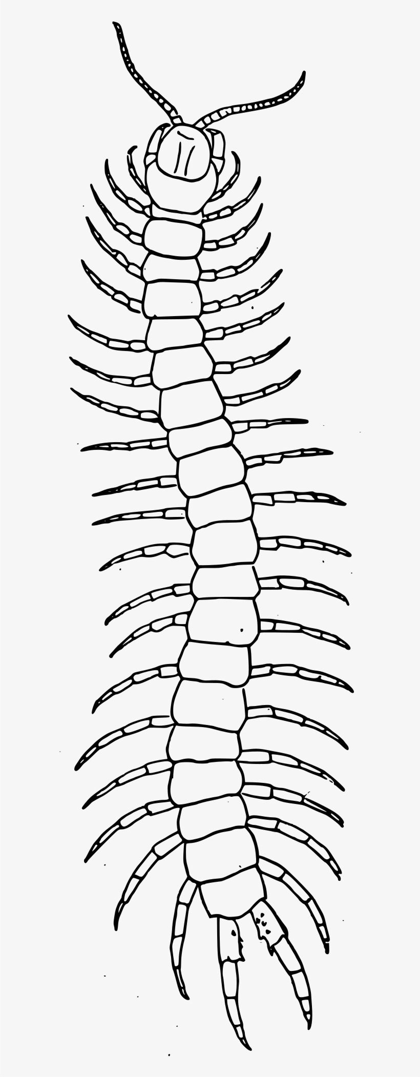 Сколопендра рисунок карандашом