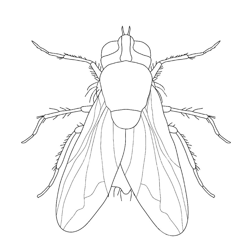 Рисунок муха для детей раскраска