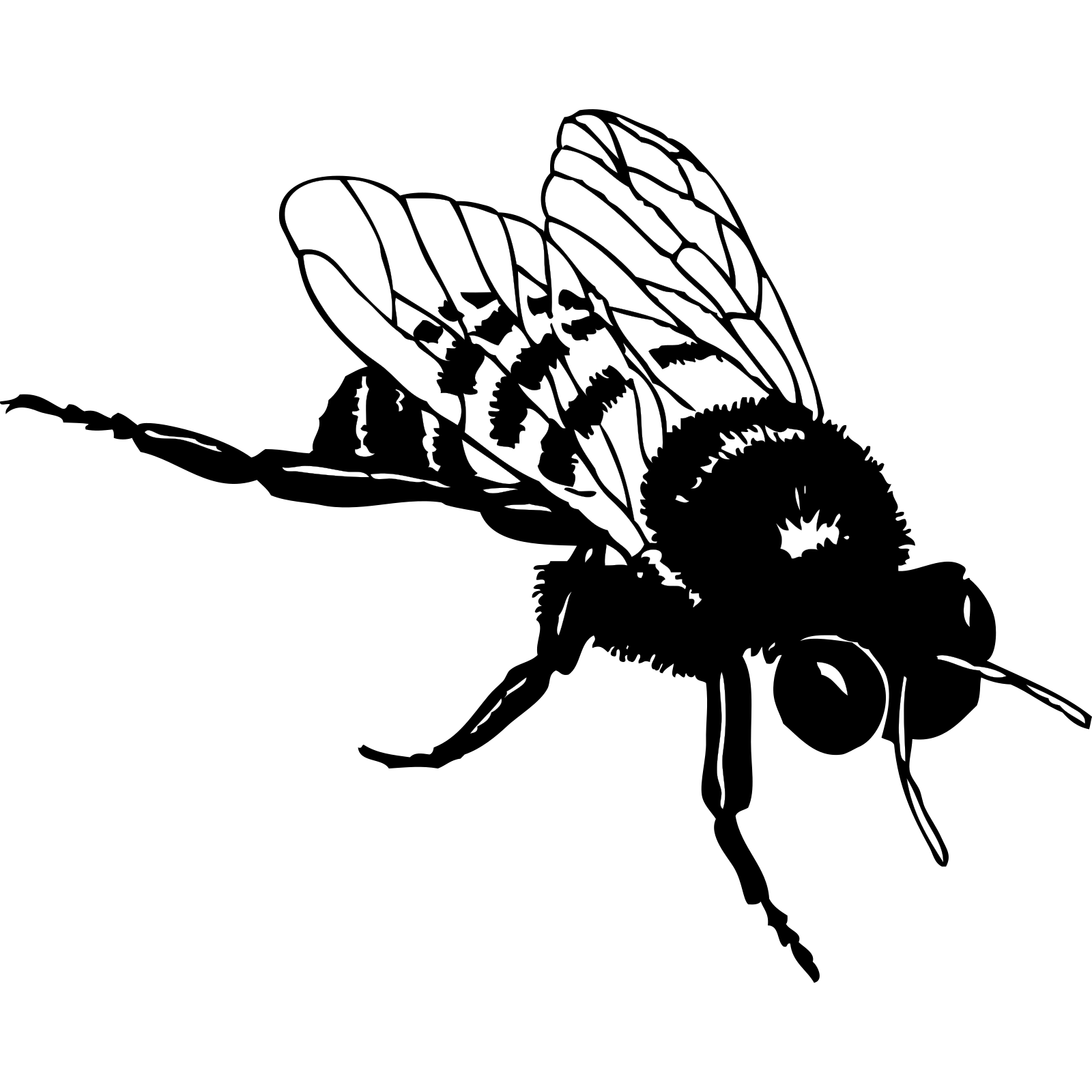 Муха черно белая. Пчела рисунок. Муха раскраска для детей. Пчела черно белая.