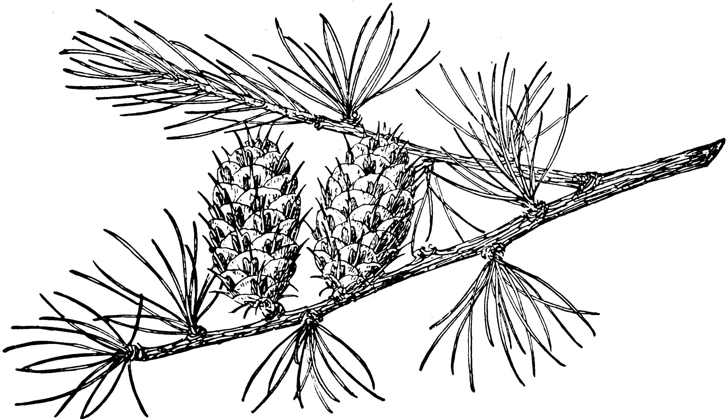 Побег лиственницы рисунок