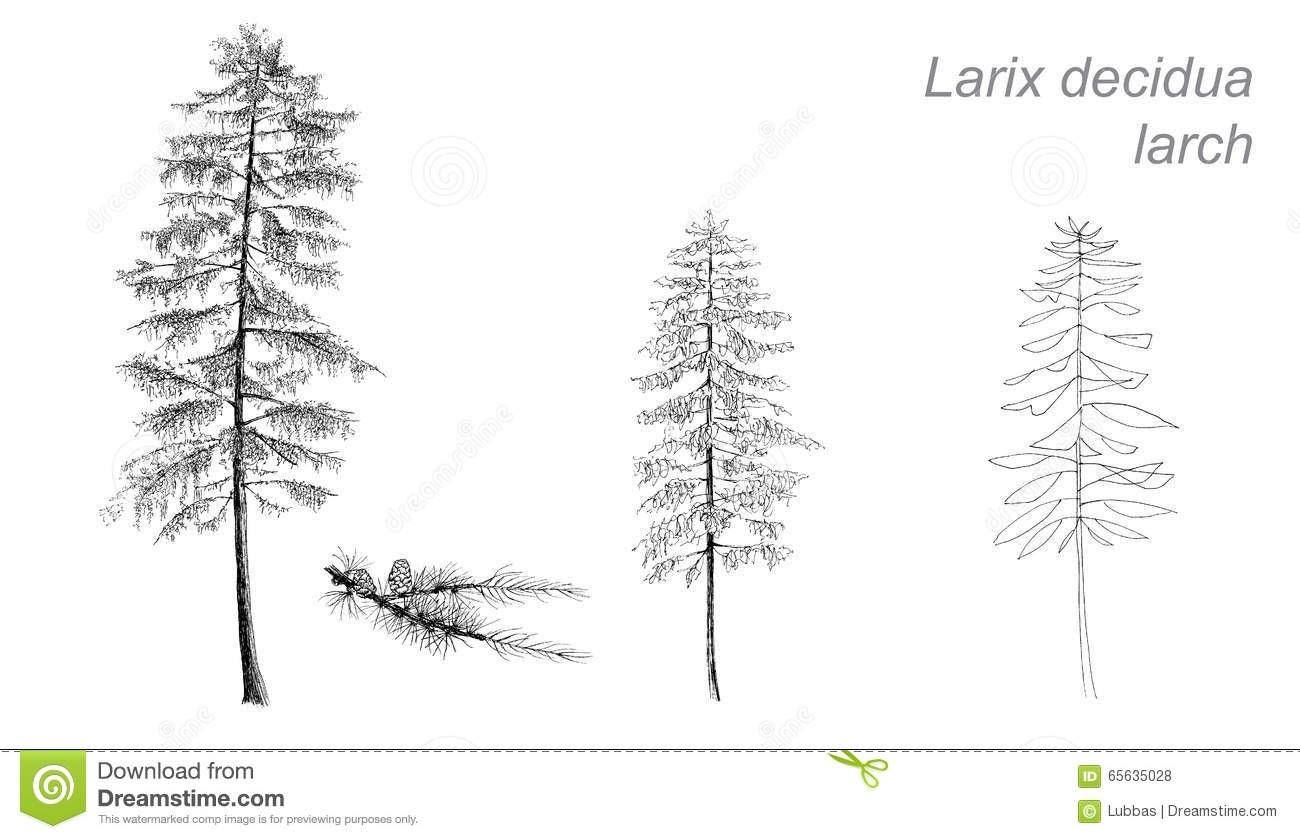 Лиственница европейская рисунок