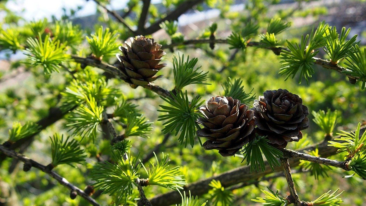 Лиственница Сибирская Larix sibirica