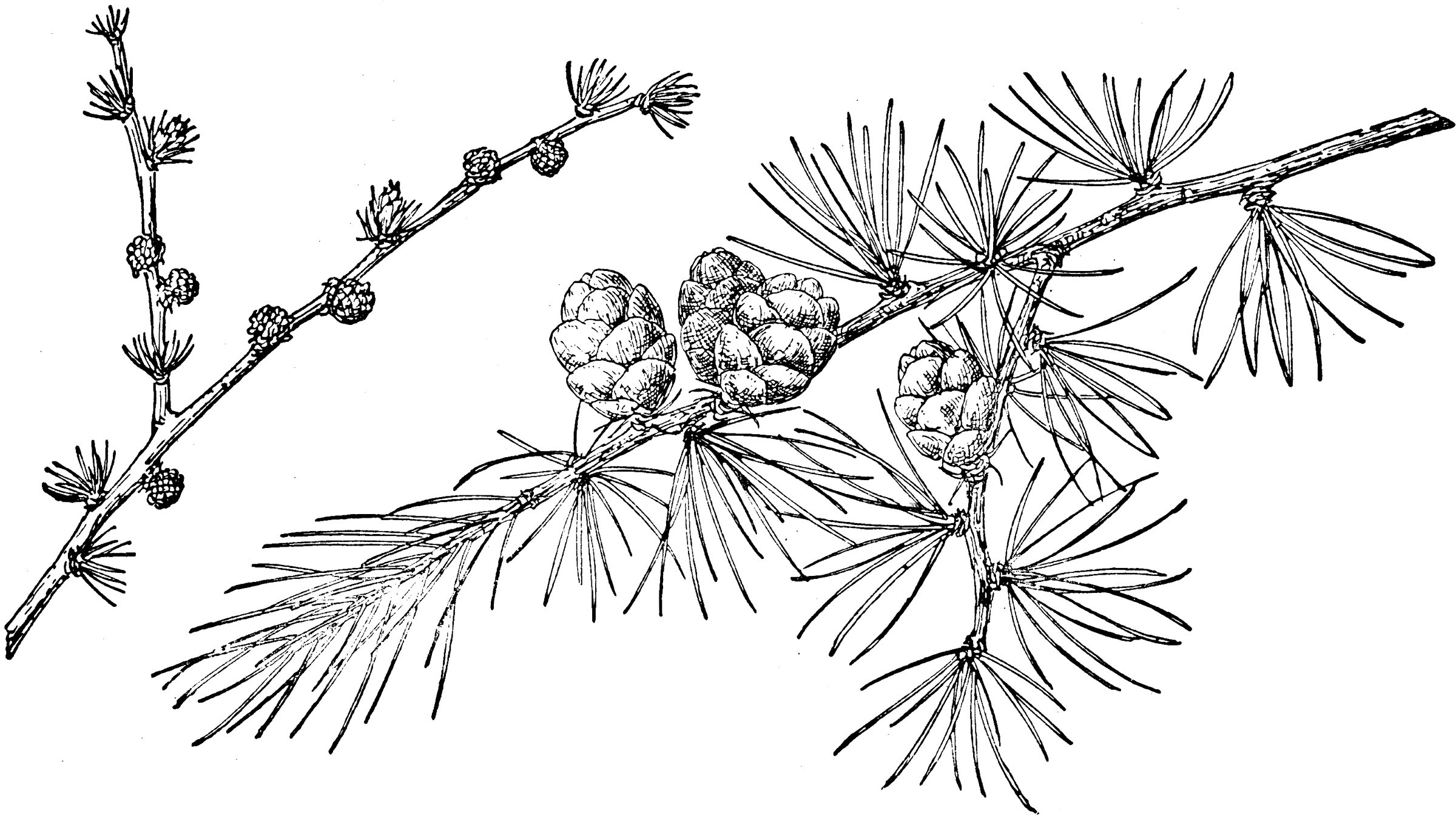 Побег лиственницы рисунок