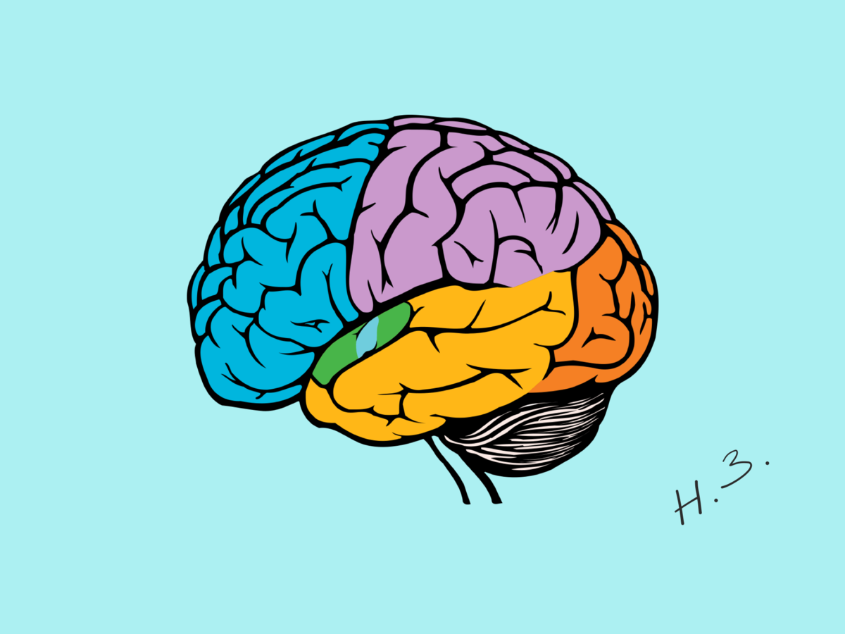 Головной мозг 7 класс. Светлый мозг картинка для срисовки. Мозг на 7 неделе. Проект в голове 7.