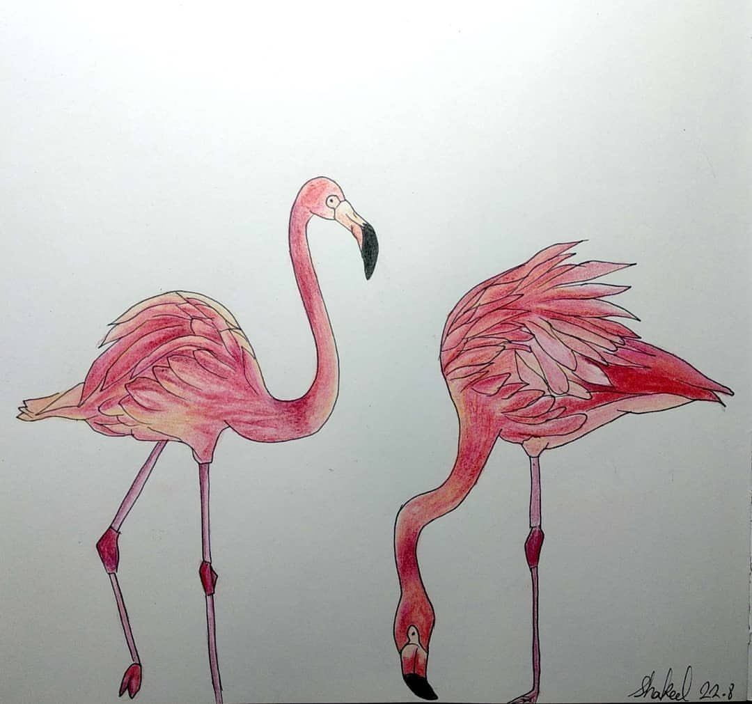 Фламинго легко. Фламинго рисунок. Картинки Фламинго рисунок. Два Фламинго рисунок. Фламинго рисунок маркерами.