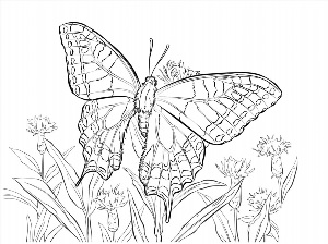 Бабочка махаон раскраска