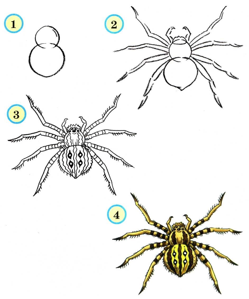 Паук рисунок карандашом для детей