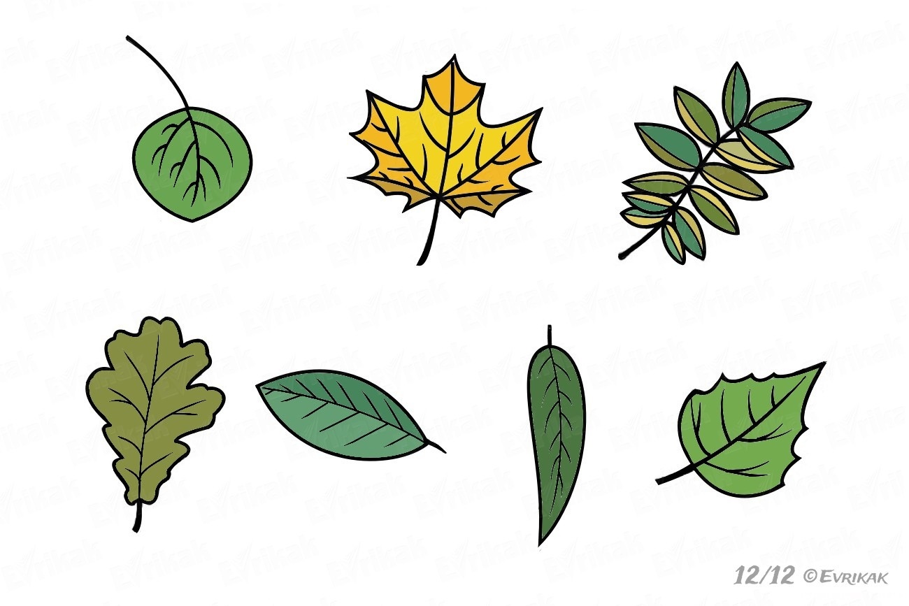 Листья рисовать. Листья рисунок. Листочки деревьев. Листочек рисунок. Рисование листьями.