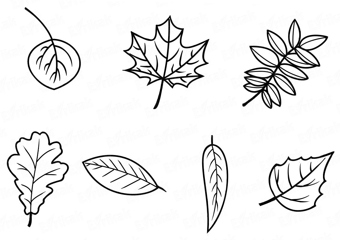 Листья рисовать. Лист клена поэтапное рисование. Поэтапное рисование осенних листьев. Листья для срисовки. Осенние листья для срисовки.