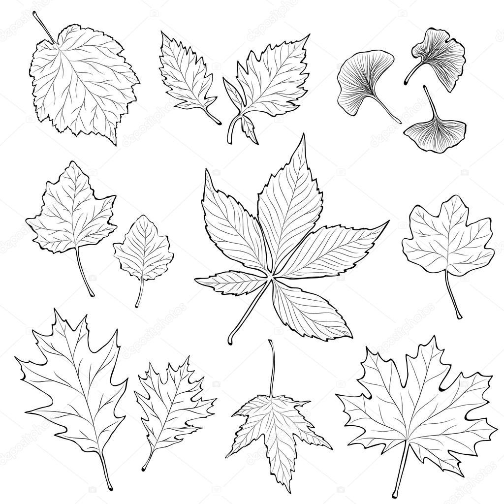 Форма листа калины. Дерево рисунок с листьями для срисовки. Картинки для срисовки на весь лист. Лапчатые листья рисунок. Идеи для маленьких листочках рисунков растений.