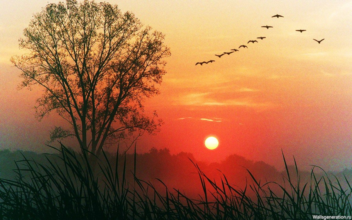 Ветре ое утро. Птицы на Восходе солнца. Ранний рассвет. Чудесный закат.