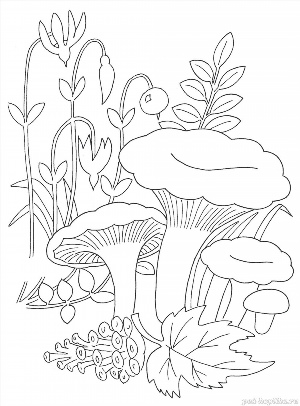 Раскраска гриб лисичка