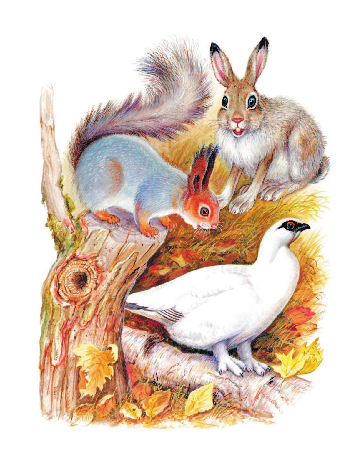 «Лесные сказки», Сладков н. и.. Сказки сладкова о животных