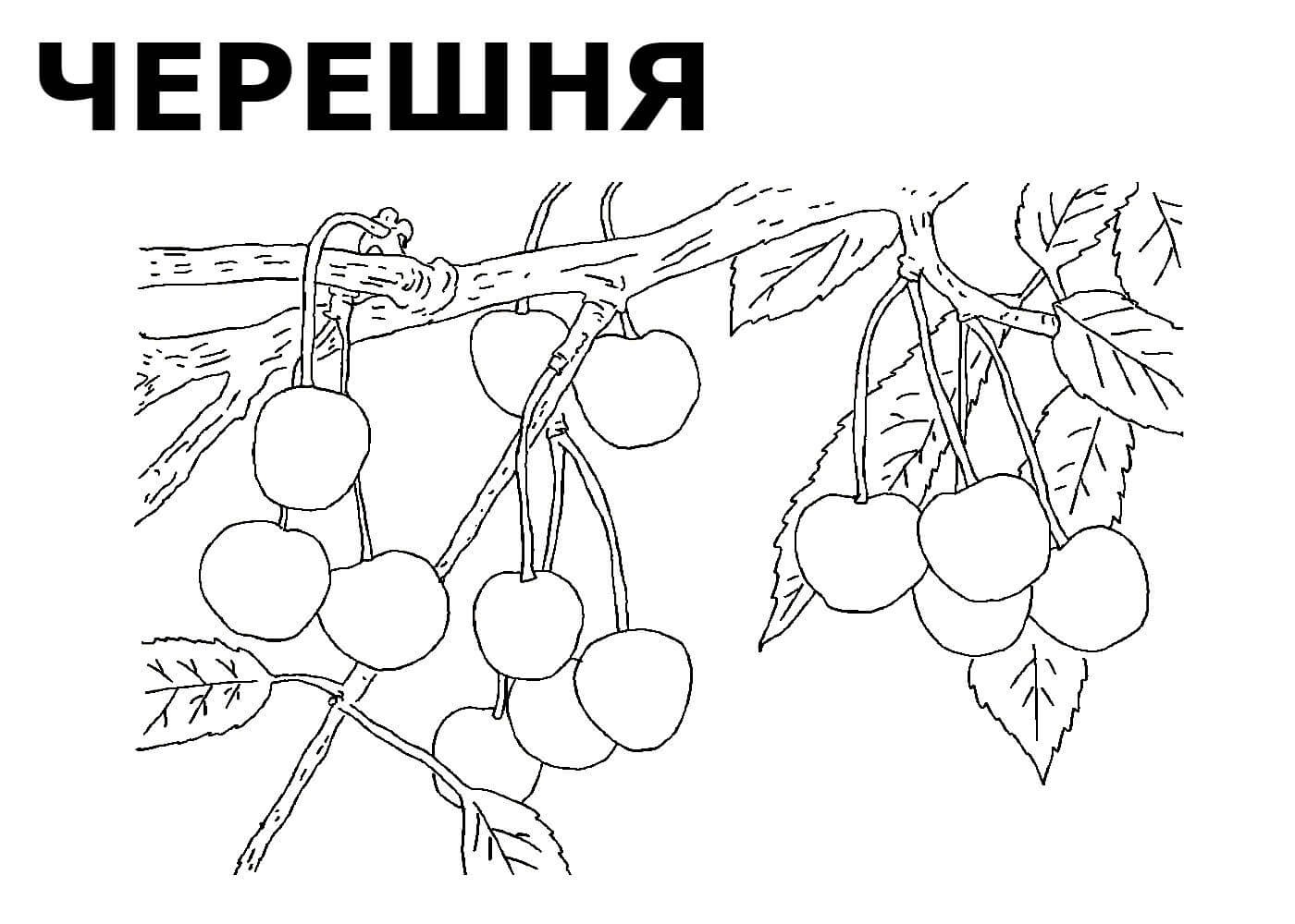 Ягоды картинки для раскрашивания для детей