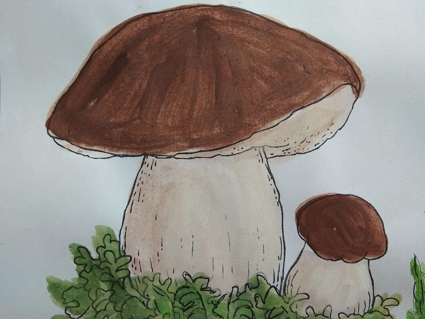 Рисунок гриба 5 класс. Рисование грибов в старшей группе. Рисование с детьми грибы. Рисование грибы для дошкольников. Гриб рисунок.