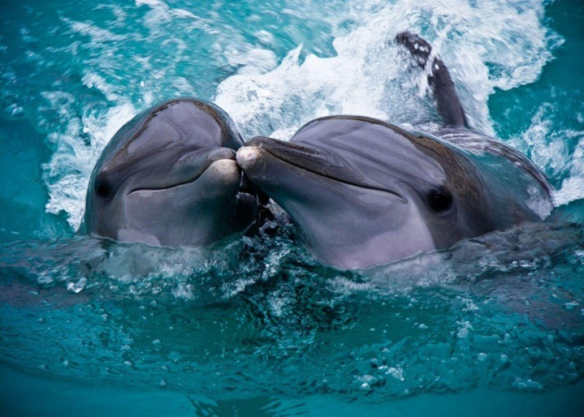 Живая природа дельфины. Черноморская Афалина. Дельфин афалин Окинава. Дельфин Афалина и рыбы. Дыхало у дельфинов.