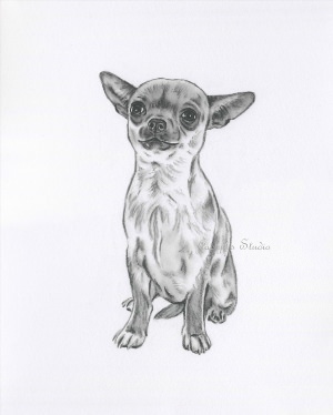 Рисунок собаки чихуахуа для срисовки