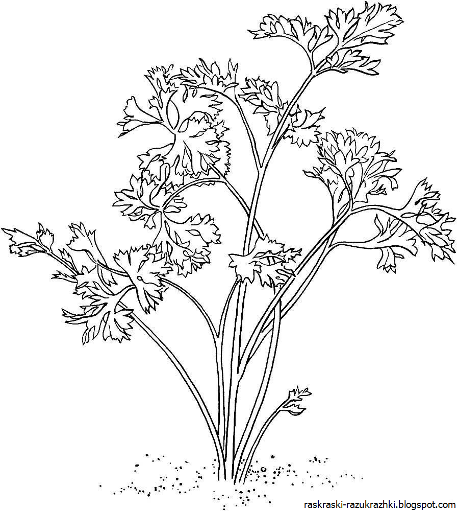 Петрушка рисунок для детей