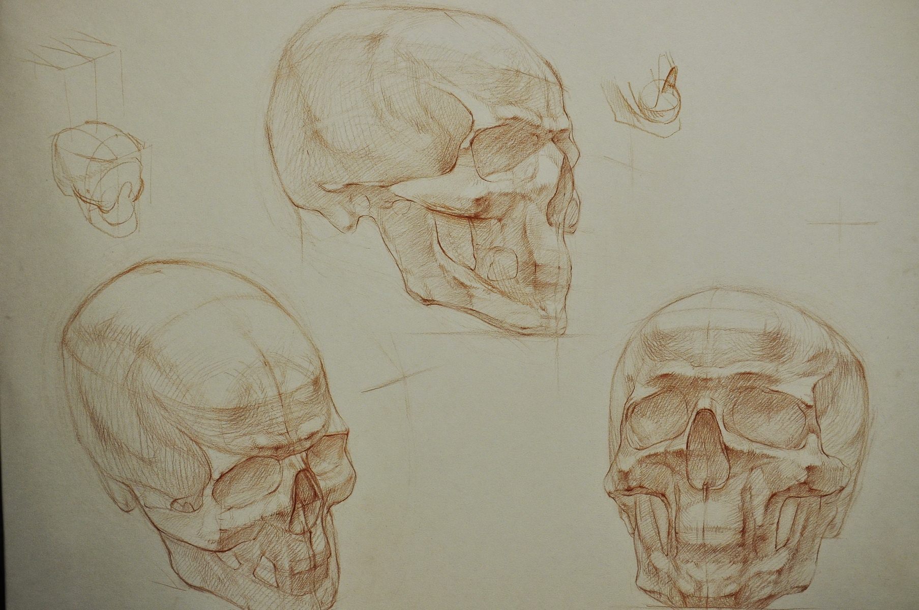Череп в разных ракурсах академический рисунок