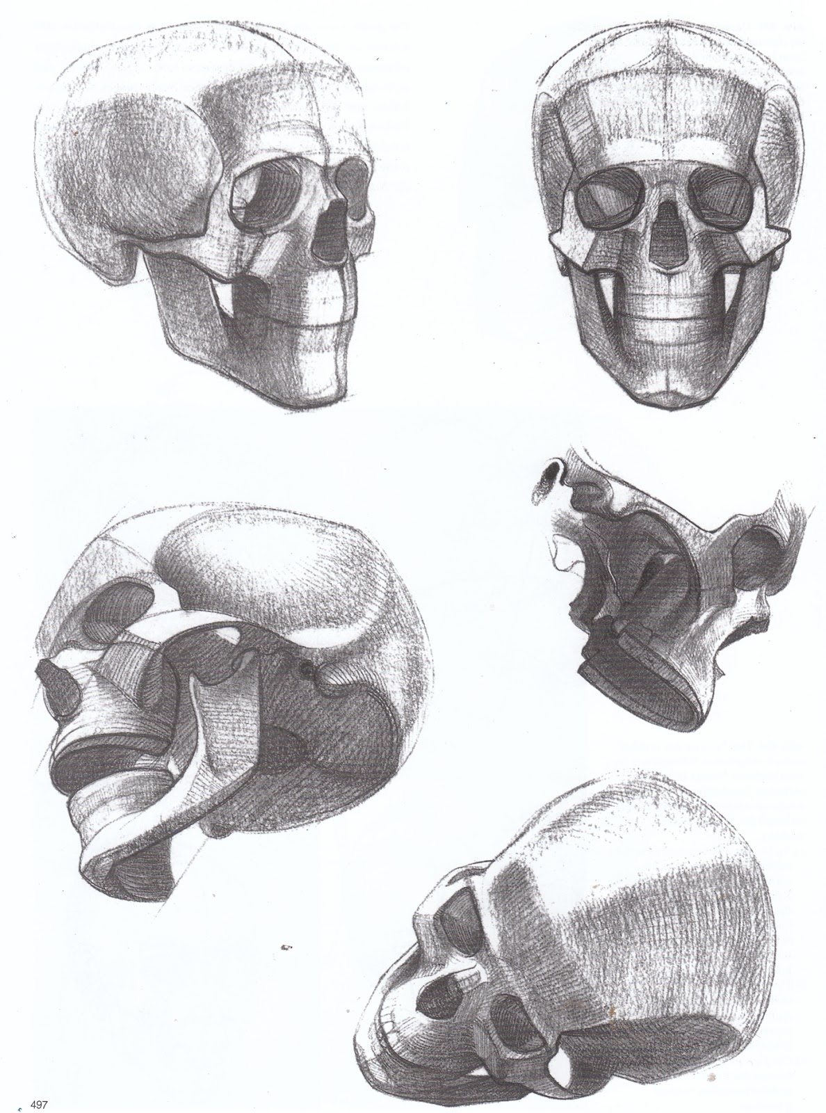 Череп в 3 4 рисунок