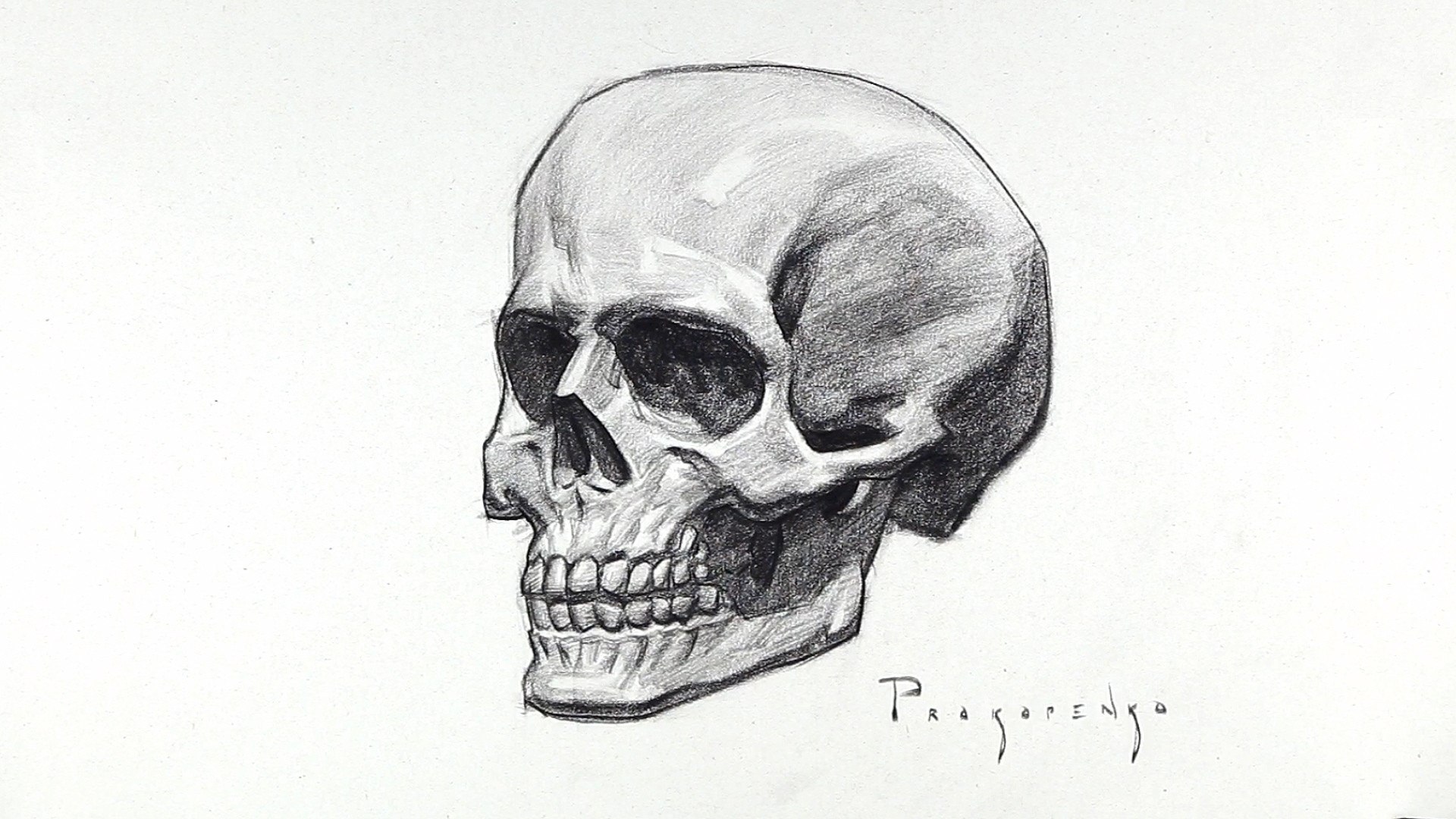 Череп рисунок профиль академический