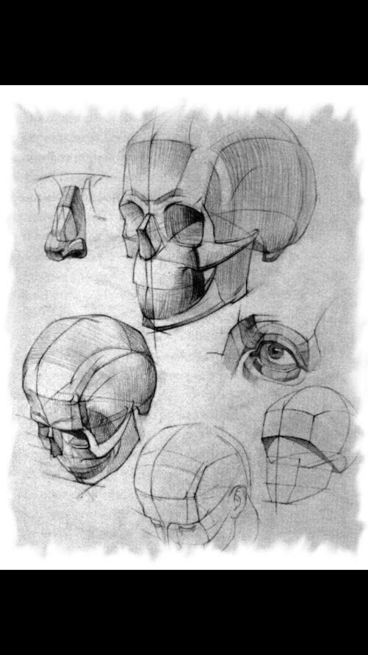 Как строить череп академический рисунок