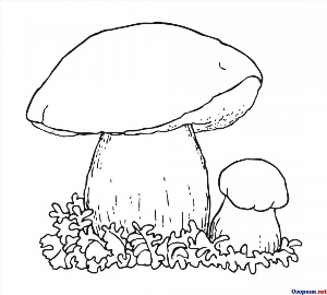 Белый гриб раскраска для детей