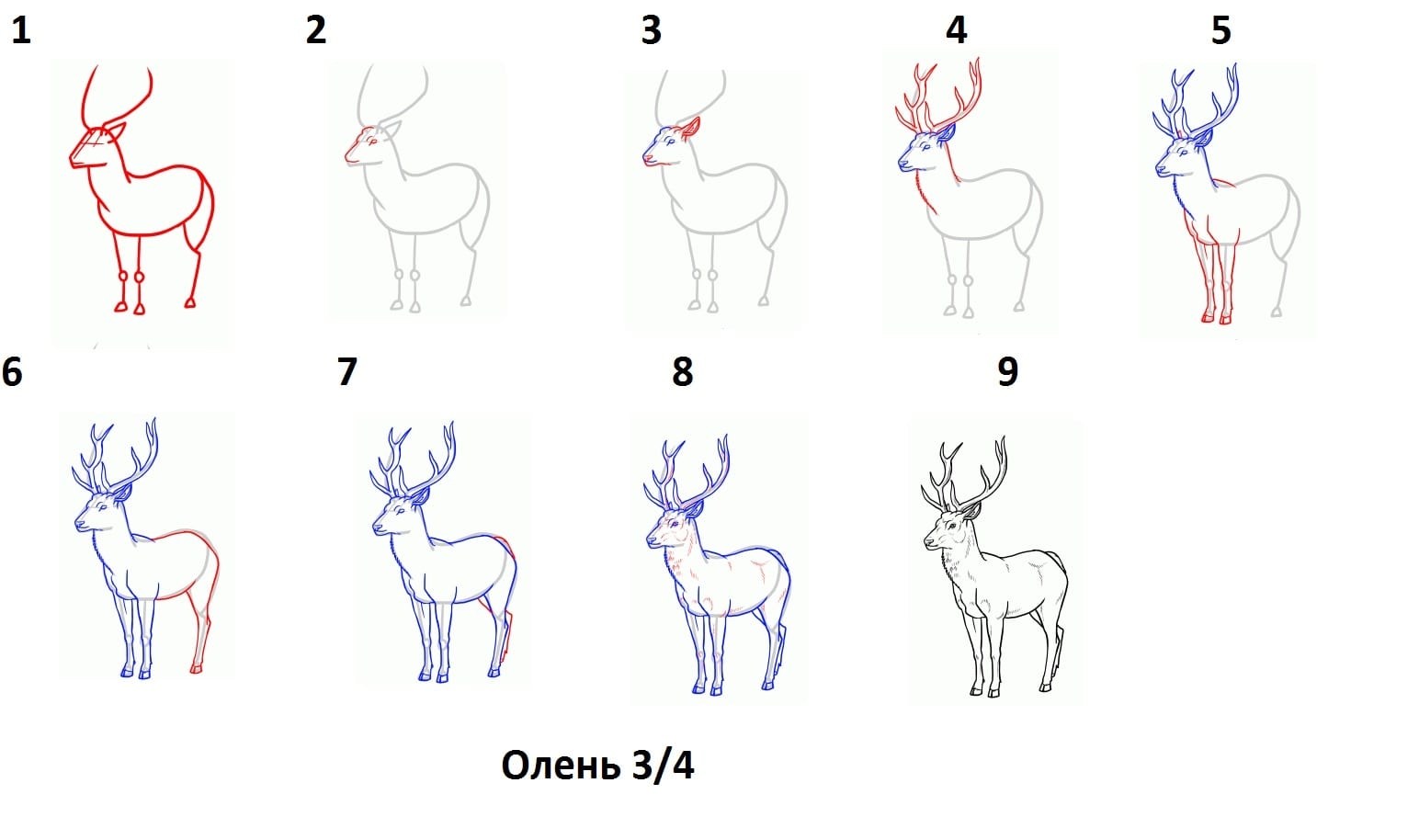 Рисунок оленя карандашом легкий