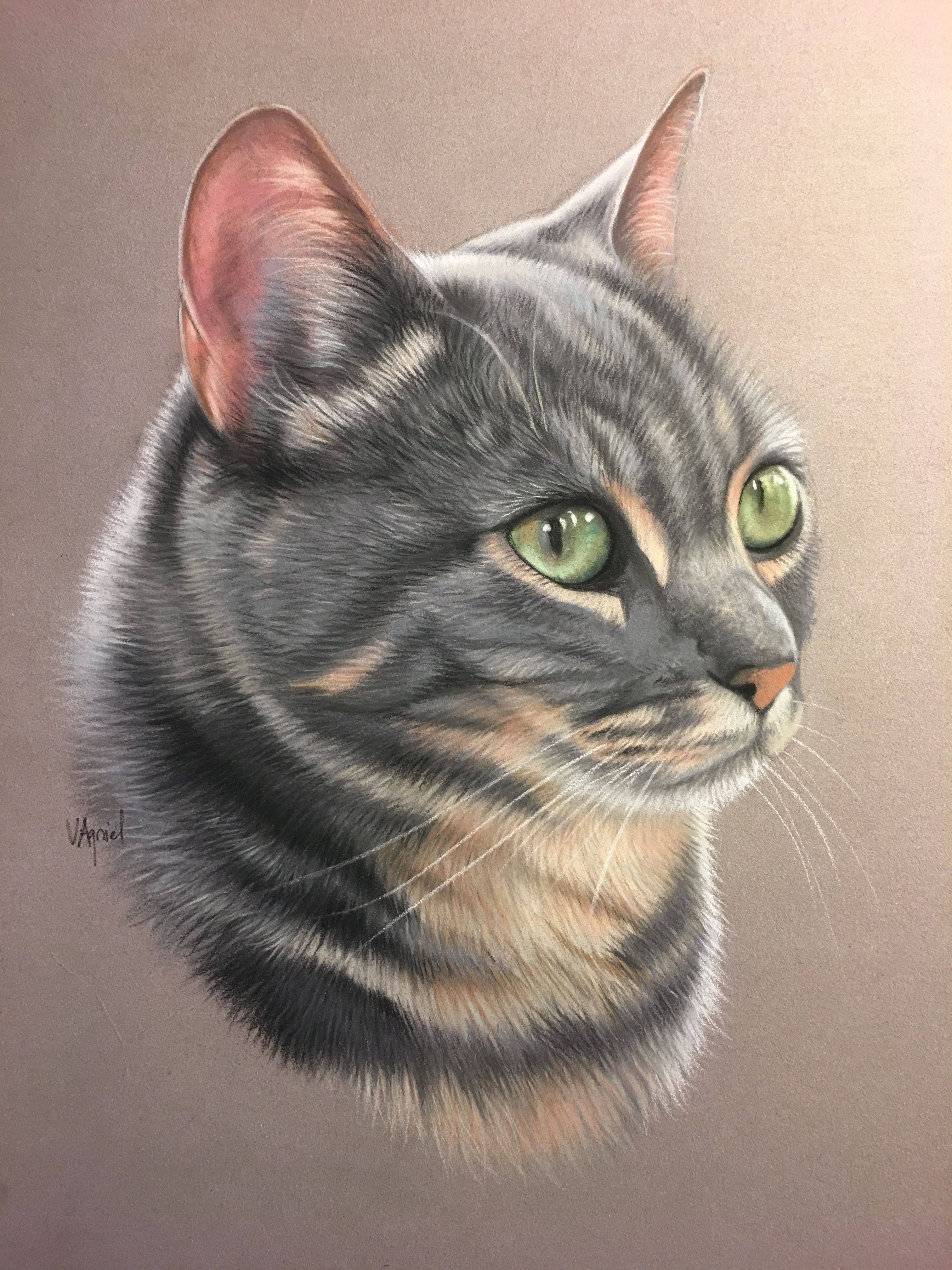 Цветная картинка котика. Кошка цветными карандашами. Портрет кошки. Нарисовать кошку. Котик цветными карандашами.