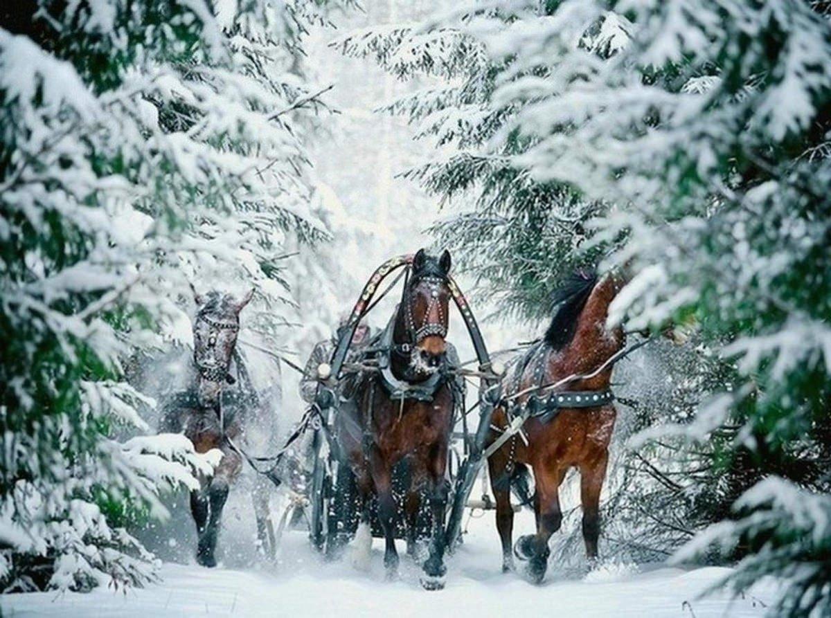 Тройка зимних лошадей. Тройка Морозко. Тройка лошадей. Лошади зимой. Тройка лошадей зима.