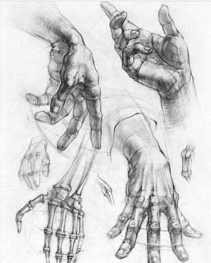Кисть руки рисунок анатомия
