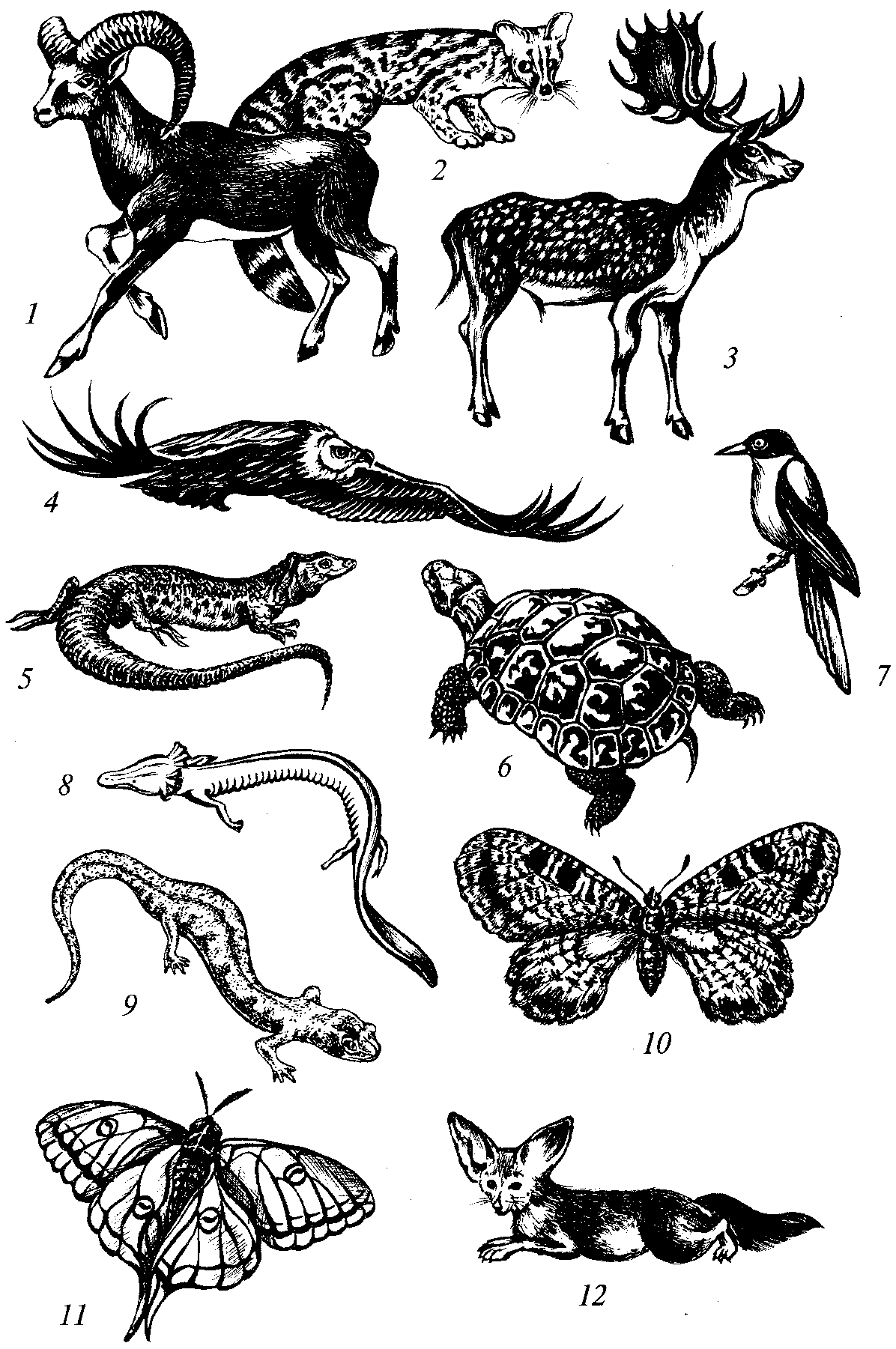 Рисунок разнообразие животных. Фауна средиземноморской подобласти. Зоологические иллюстрации. Характерные животные. Зоология животные.