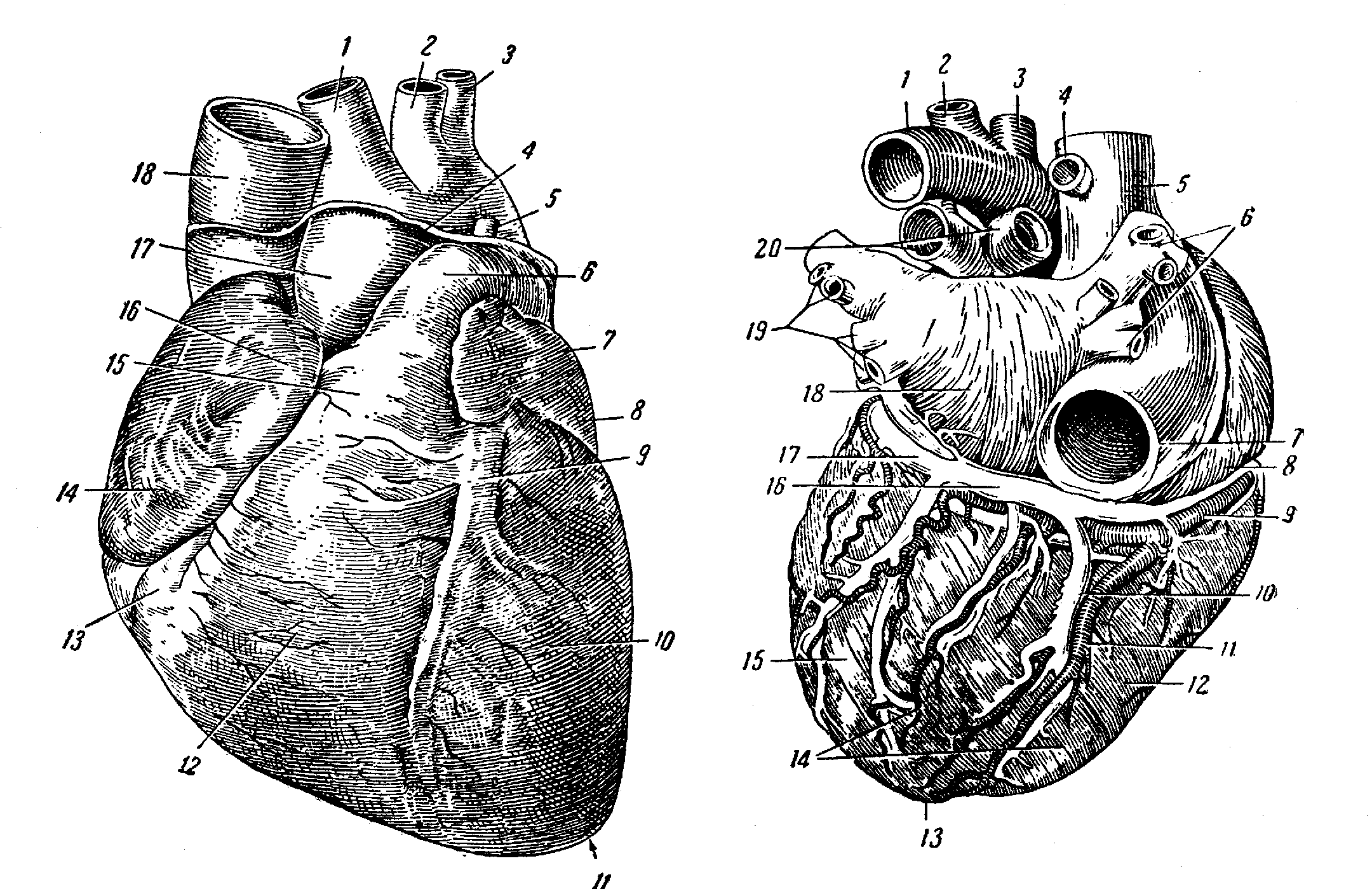 Сердце в разрезе рисунок