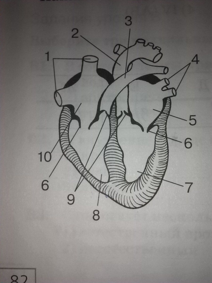 Строение сердца человека рисунок с подписями 8 класс