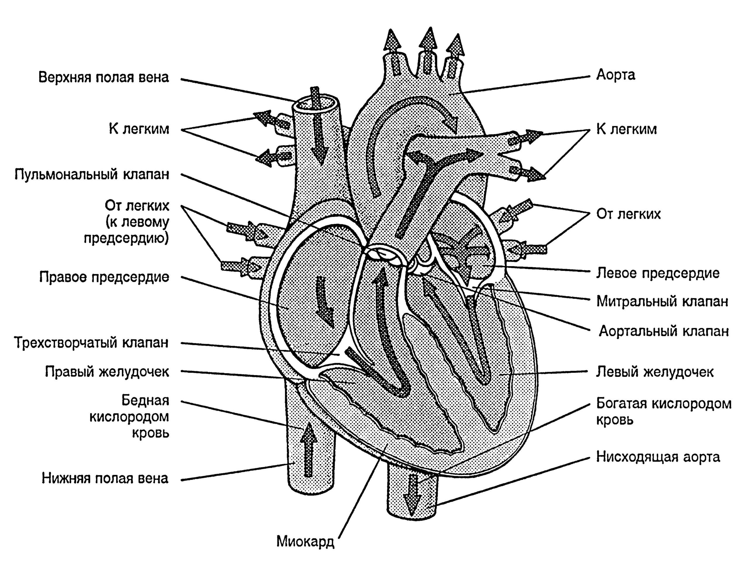 Какая структура сердца человека изображена на рисунке. Верхняя полая Вена анатомия сердца. Нижняя полая Вена анатомия сердца. Строение сердца верхняя полая Вена. Верхняя полая Вена схема с обозначениями.