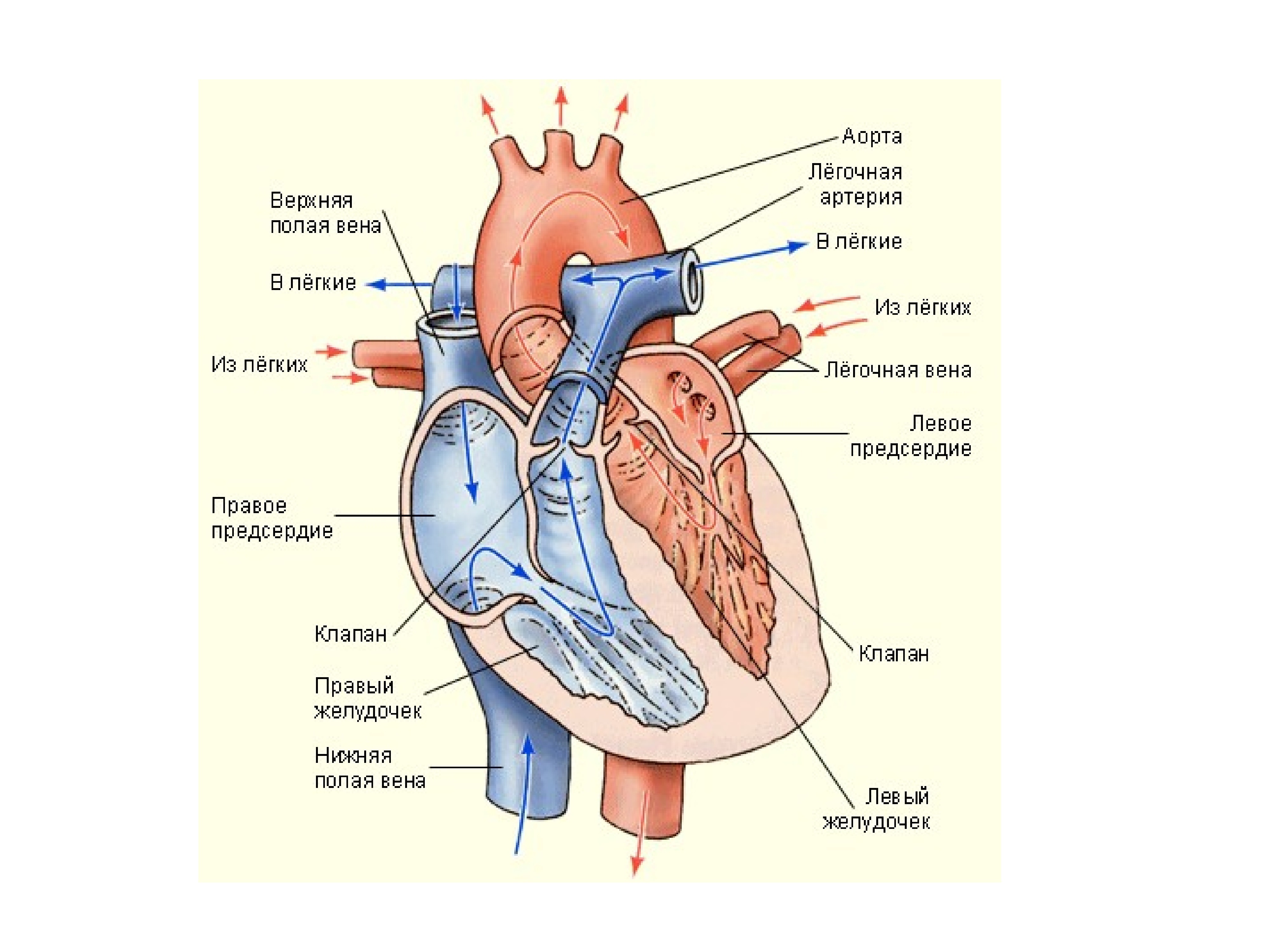 Какая структура сердца человека изображена на рисунке. Строение сердца с клапанами схема. Строение сердца движение крови. Схема потоков крови в сердце. Строение сердца и движение крови по сосудам.