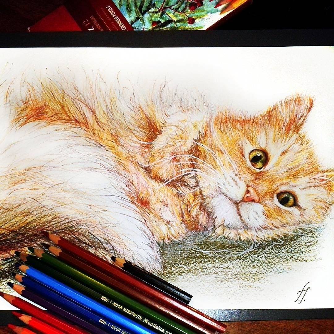 Кот рисунок цветной. Котенок цветными карандашами. Кошка цветными карандашами. Котик цветными карандашами. Карандаши цветные.