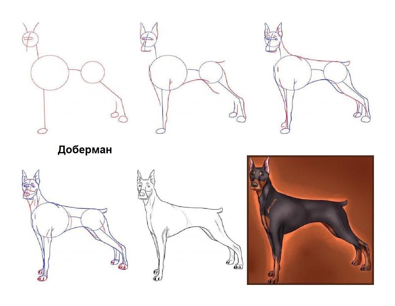 Рисунки добермана для срисовки легкие